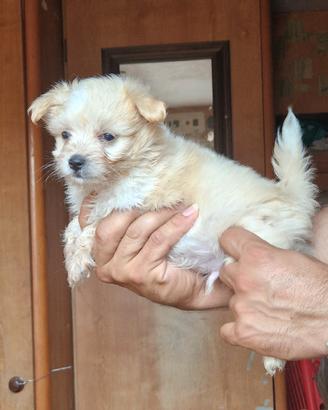 Cucciolo di maltipoo