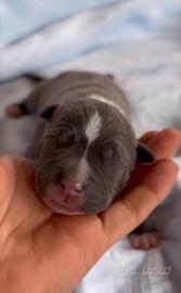 Amstaff cuccioli Blu e Blu Fawn con Pedigree ENCI