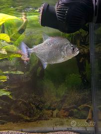 Serrasalmus geryi wild