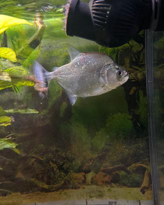 Serrasalmus geryi wild