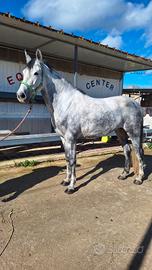 Cavalla da Salto 7 anni