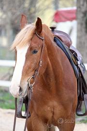 Cavallo sauro - grande struttura