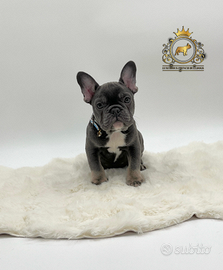 Sublime Maschietto bulldog francese total blu