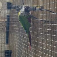 Maschio pyrrhura griseipectus adulto