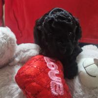 Femmina di barboncino nano