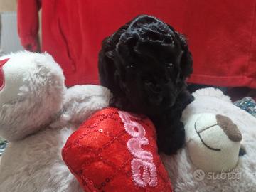 Femmina di barboncino nano