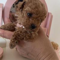 Mini mini Toy barboncini red fulvo di due mesi