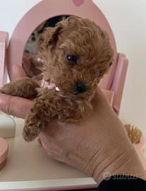 Mini mini Toy barboncini red fulvo di due mesi