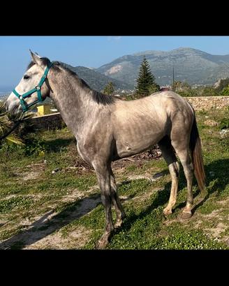 Cavallo