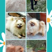 Spitz pomerania SOLO ACCOPPIAMENTO