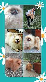 Spitz pomerania SOLO ACCOPPIAMENTO