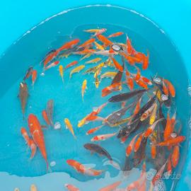 Carpe koi mix, L. 5-8 cm