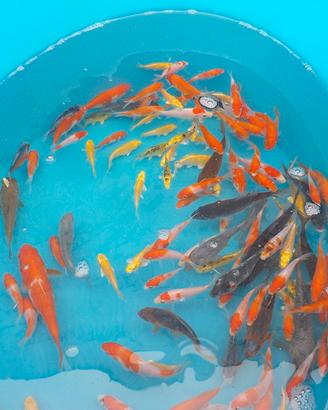 Carpe koi mix, L. 5-8 cm