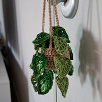 piante o piante grasse idea omaggio 