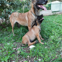 Cuccioli Pastore Belga Malinois in Puglia