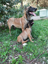 Cuccioli Pastore Belga Malinois in Puglia