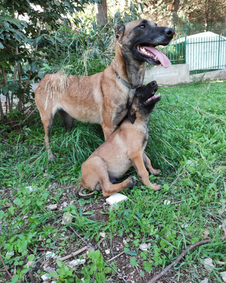 Cuccioli Pastore Belga Malinois in Puglia