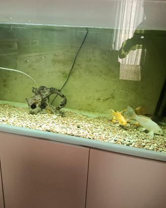 Acquario 400 litri