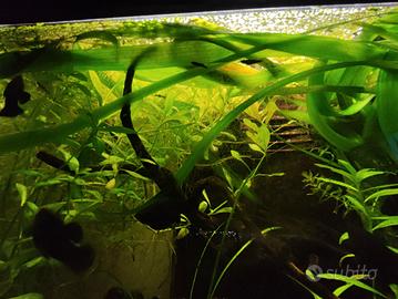 Piccoli pesci black molly per acquario