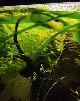 Piccoli pesci black molly per acquario