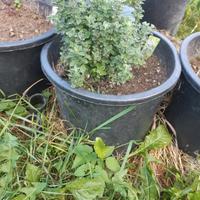 Pianta di maggiorana