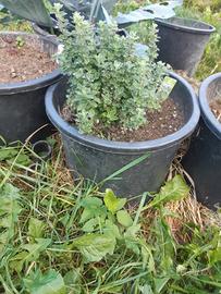 Pianta di maggiorana