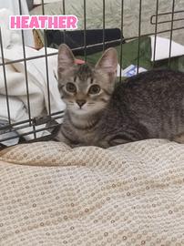Minne, Heather e Lorella, gattine di quattro mesi