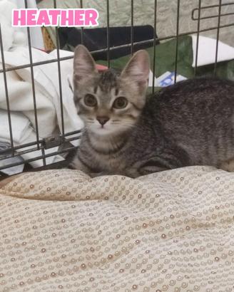 Minne, Heather e Lorella, gattine di quattro mesi