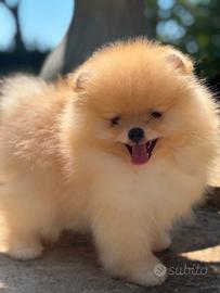 Spitz di Pomerania nani