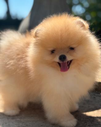 Spitz di Pomerania nani