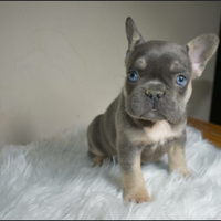 Bulldog francese tan