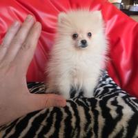 Spitz di pomerania maschio bianco 3 mesi Mini