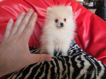 Spitz di pomerania maschio bianco 3 mesi Mini