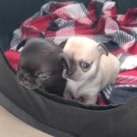 Chihuahua con pedigree