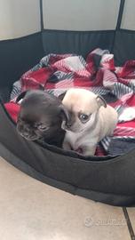 Chihuahua con pedigree