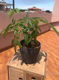 Pachira acquatica con vaso in ceramica grigio