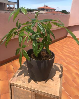 Pachira acquatica con vaso in ceramica grigio