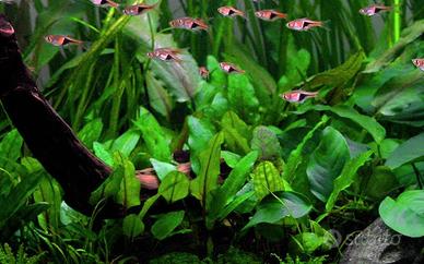 Cryptocoryne (wendtii)
