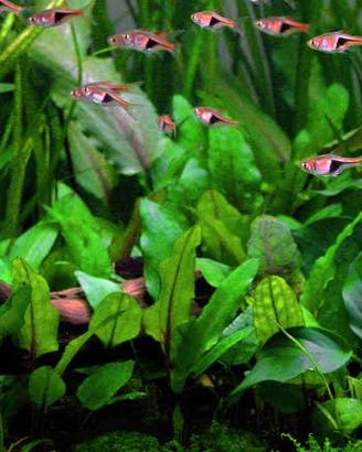 Cryptocoryne (wendtii)