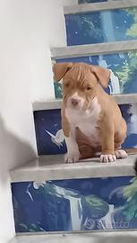 Pitbull Ukc Red nouse