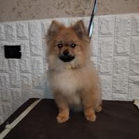 Cuccioli Spitz di Pomeriana originali