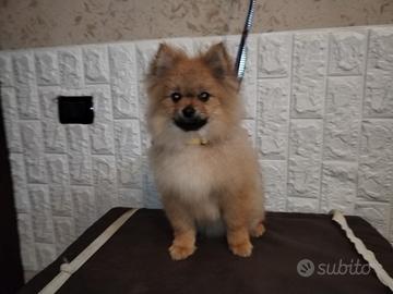 Cuccioli Spitz di Pomeriana originali