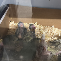 Pulli di Calopsite e inseparabili