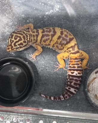 Geco leopardino