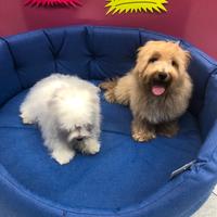 Maltipoo femminuccia e maltese maschio