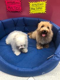 Maltipoo femminuccia e maltese maschio