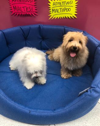Maltipoo femminuccia e maltese maschio