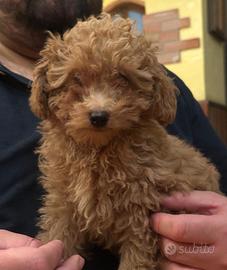 Cuccioli barboncino toy maschi
