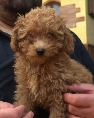 Cuccioli barboncino toy maschi