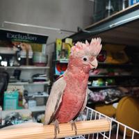 Cacatua roseicapilla